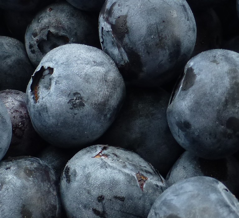 Georgia Blueberry Festival T-Shirts are available.